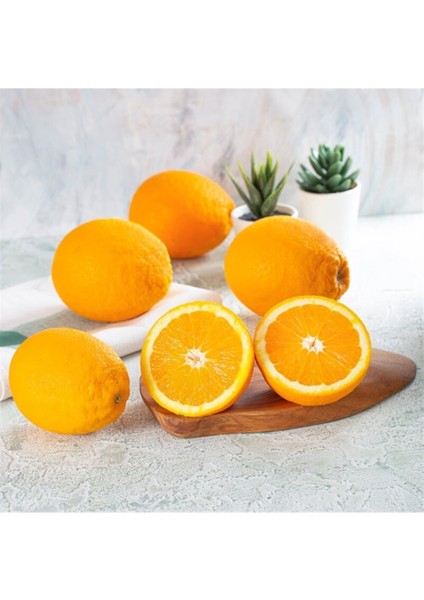 Yafa Portakal Fidanı 150 cm 200 cm