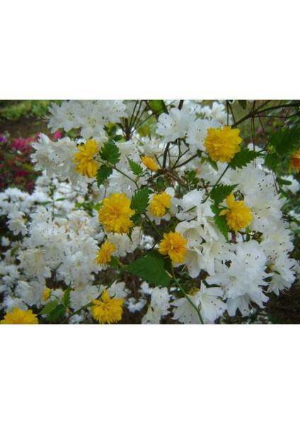 Beyaz Kanarya Gülü 150CM-200CM