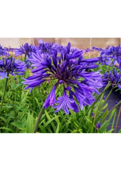 Mavi Afrika Zambağı Fidanı 20CM-40CM