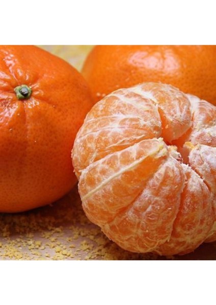 Miho Wase Mandalina 150 cm 200 cm