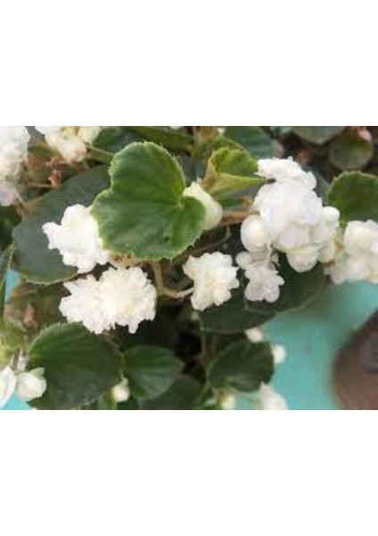 Beyaz Küçük Hanım Çiçeği Fidanı 30 Adet