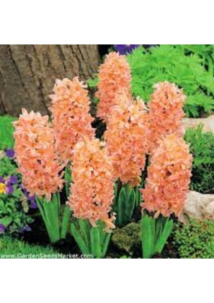 Turuncu Sümbül Fidanı 5CM-15CM
