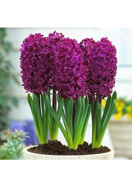 Bordo Sümbül Fidanı 5CM-15CM