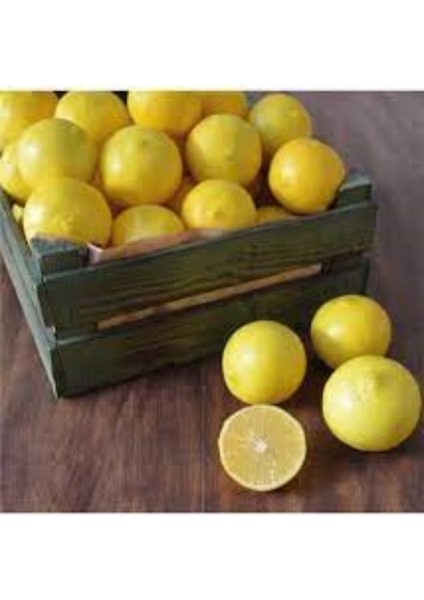 Beyaz Kokulu Limon 150 cm 200 cm