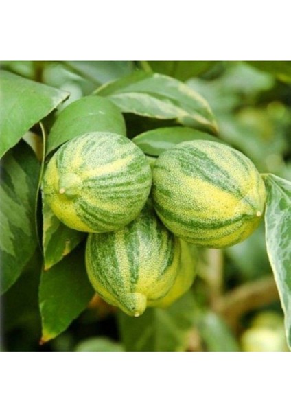 Alacalı Yapraklı Limon 150 cm 200 cm
