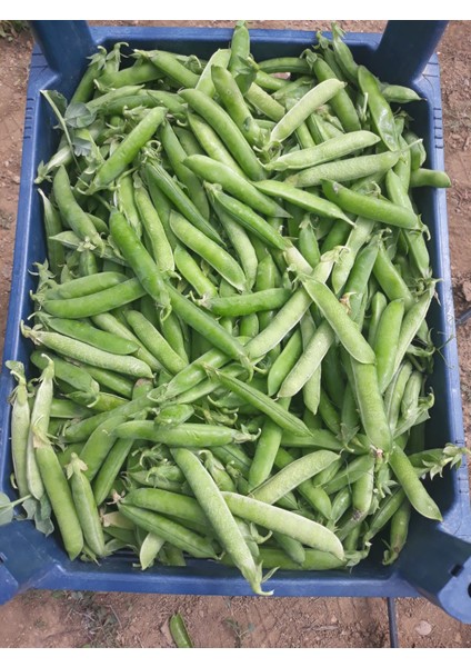 Taze Bezelye 5 kg