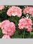 Pembe Beyaz Sakız Sardunya Çiçeği Fidanı 10CM-30CM 1