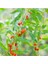 Barbarum Xl Gojiberry Fidanı 40-60CM 1