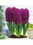 Bordo Sümbül Fidanı 5CM-15CM 1