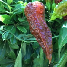 MMT Çikolata Hayalet Biber (Ghost Pepper) Tohumu (5 Tohum)