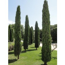 Rüzgar Botanik Kara Selvi Fidanı 60CM-80CM