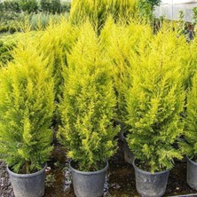 Rüzgar Botanik Limon Çamı Fidanı 100CM-120CM
