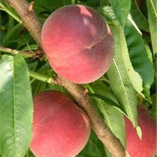 Berke Fidancılık 3 Yaş Aşılı Şeftali Fidanı Spring Grass, Torbada