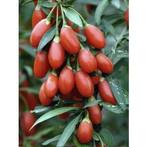 Rüzgar Botanik No1 Gojiberry Fidanı 40-60CM