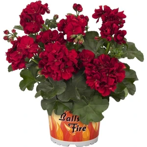 Rüzgar Botanik Bordo Sakız Sardunya Çiçeği Fidanı 10CM-30CM