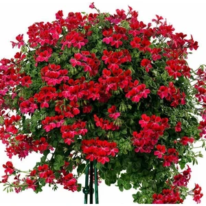 Rüzgar Botanik Kırmızı Sakız Sardunya Çiçeği Fidanı 10CM-30CM