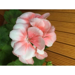 Rüzgar Botanik Turuncu Beyaz Alacalı Sardunya Çiçeği Fidanı 10CM-30CM