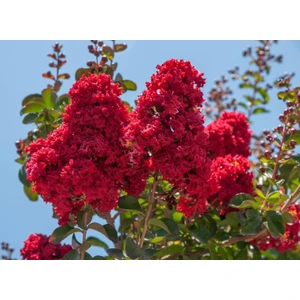 Rüzgar Botanik Koyu Kırmızı Oya Çiçeği Fidanı 40CM-60CM