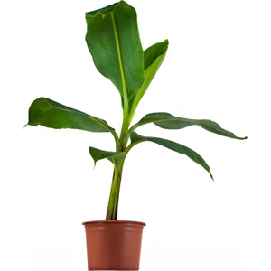 Rüzgar Botanik Muz Fidanı 20CM-40CM