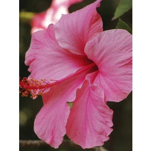 Rüzgar Botanik Pembe Japon Gülü 100CM-120CM