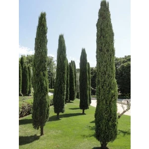 Rüzgar Botanik Kara Selvi Fidanı 200CM-250CM