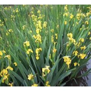 Rüzgar Botanik Sarı Iris Fidanı 20CM-40CM