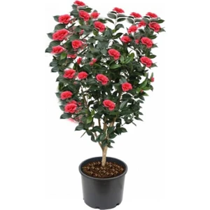 Rüzgar Botanik Kamelya Çiçeği Büyük Boy Saksılı