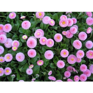 Pembe Renkli Şeker Tabağı Çiçeği Tohumu (50 Tohum)