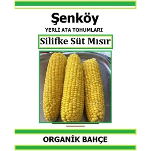 Yerli Silifke Süt Mısır Tohumu Doğal Ata Tohum Pakette 30 Tohum + Hediye Sebze Tohumu