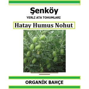 Yerli Hatay Humus Nohut Tohumu Doğal Ata Tohum Pakette 25 Gr 50 Tohum + Hediye Sebze Tohumu