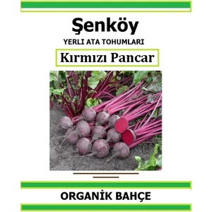 Yerli Kırmızı Pancar Tohumu Doğal Ata Tohum Pakette 200 Tohum + Hediye Sebze Tohumu