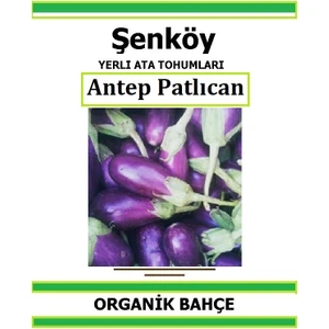 Yerli Antep Mor Patlıcan Tohumu Doğal Ata Tohum Pakette 100 Tohum + Hediye Sebze Tohumu