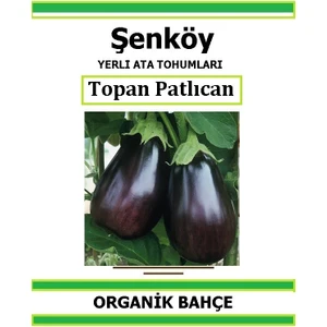 Yerli Topan Dolmalık Patlıcan Tohumu Doğal Ata Tohum Pakette 20 Tohum + Hediye Sebze Tohumu