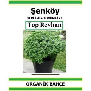 Yerli Top Reyhan Fesleğen Tohumu Doğal Ata Tohum Pakette 20 Tohum + Hediye Sebze Tohumu