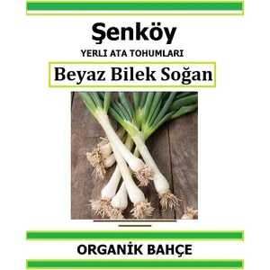 Yerli Yeşil Taze Soğan Tohumu Doğal Ata Tohum Pakette 5 gr 1250 Tohum + Hediye Sebze Tohumu