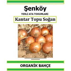Yerli Kışlık Kuru Soğan Tohumu Doğal Ata Tohum Pakette 5 gr 1250 Tohum + Hediye Sebze Tohumu