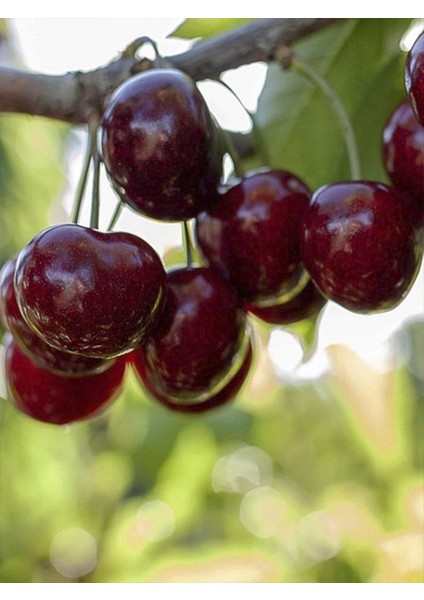 Van Kiraz Fidanı 3 Yaş 100-120CM