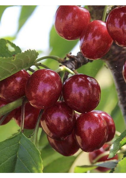 Stella Kiraz Fidanı 3 Yaş 100 cm 120 cm