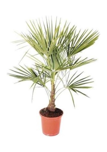 Palmiye Fidanı 40CM-60CM