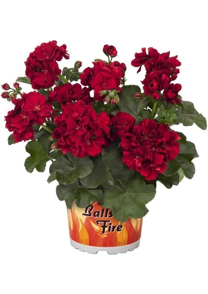 Bordo Sakız Sardunya Çiçeği Fidanı 10CM-30CM