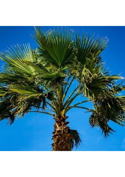Izmir Palmiye Fidanı 40CM-60CM