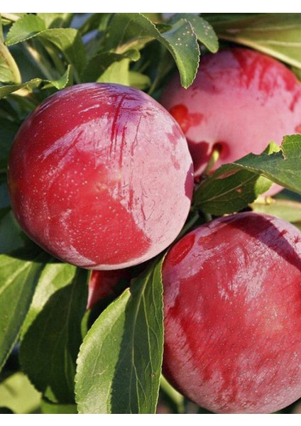 Autumn Griant Erik Fidanı 3 Yaş 100-120CM