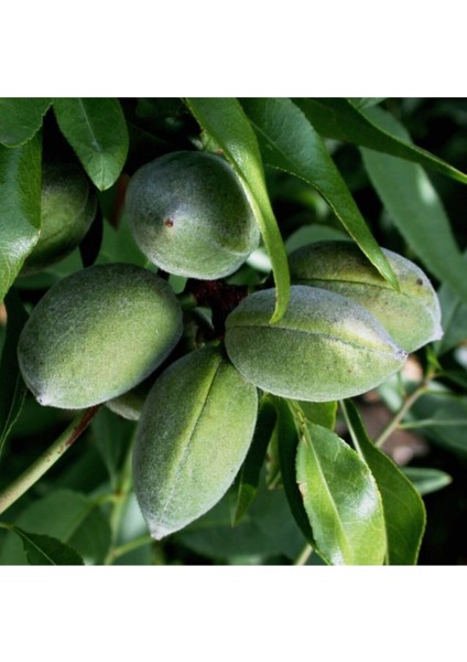 Ferragstar Badem Fidanı 5 Yaş 150 cm 200 cm