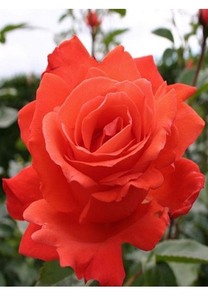 Turuncu Baston Gülü 5 Yaşında 100CM-120CM