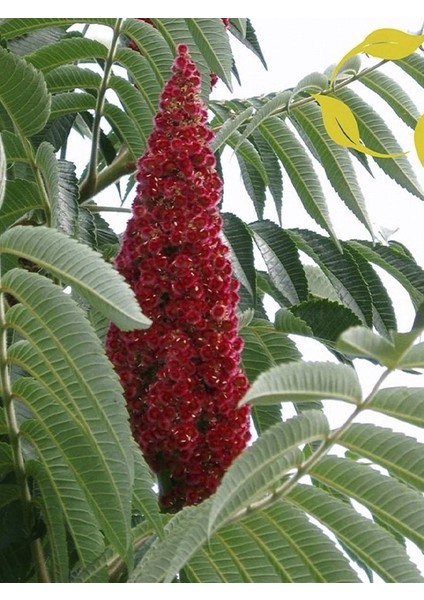 Sumak Fidanı 40 cm 60 cm