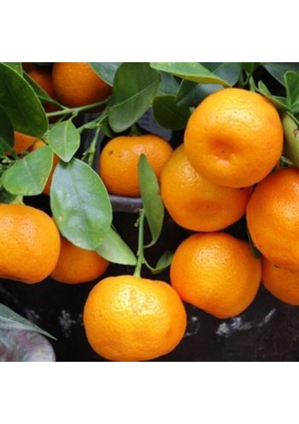 Satsuma Rize Mandalin Tam Bodur 80 cm
