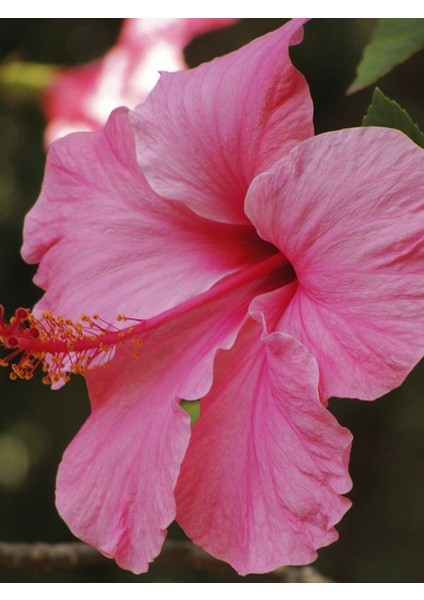 Pembe Japon Gülü 100CM-120CM