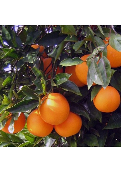 Washington Portakal Tam Bodur 80 cm