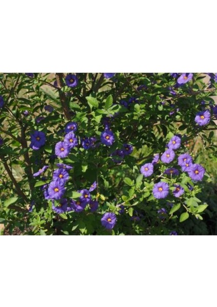 Mavi Çalı Fidanı 100CM-120CM