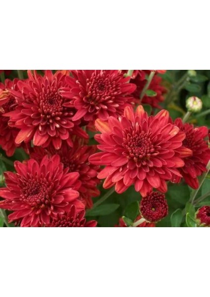 Kırmızı Bodur Kasımpatı Çiçeği 20CM-40CM